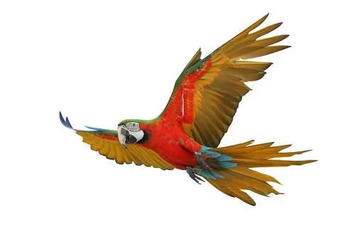 Parrot Stock Photos
