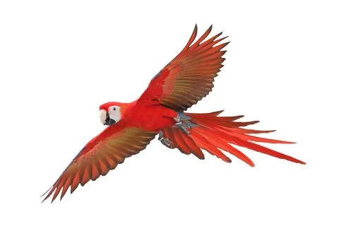 Parrot Stock Photos