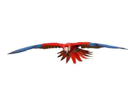 Parrot Stock Photos