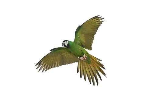 Parrot Stock Photos