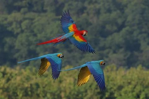 Parrot Stock Photos