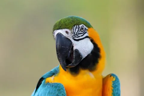 Parrot Stock Photos