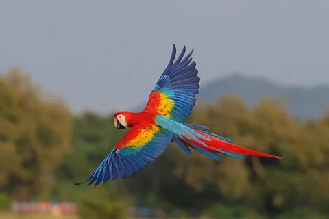 Parrot Stock Photos