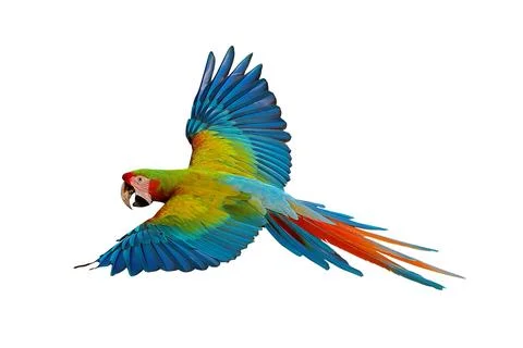 Parrot Stock Photos