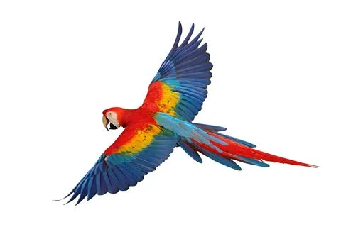 Parrot Stock Photos