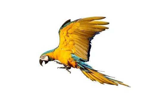 Parrot Stock Photos