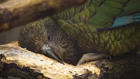 A parrot picking on a branch Stock Footage 258073455