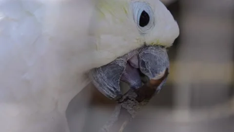 Parrot picking on a stick Stock Footage 234140325