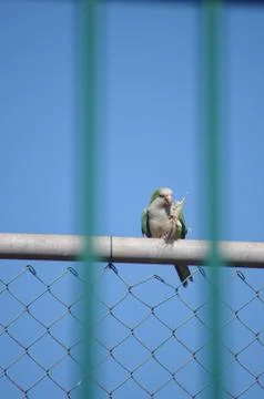 A parrot with a piece of wheat Stock Photos