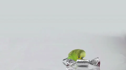 Parrot playing candy Stock Footage 30647727