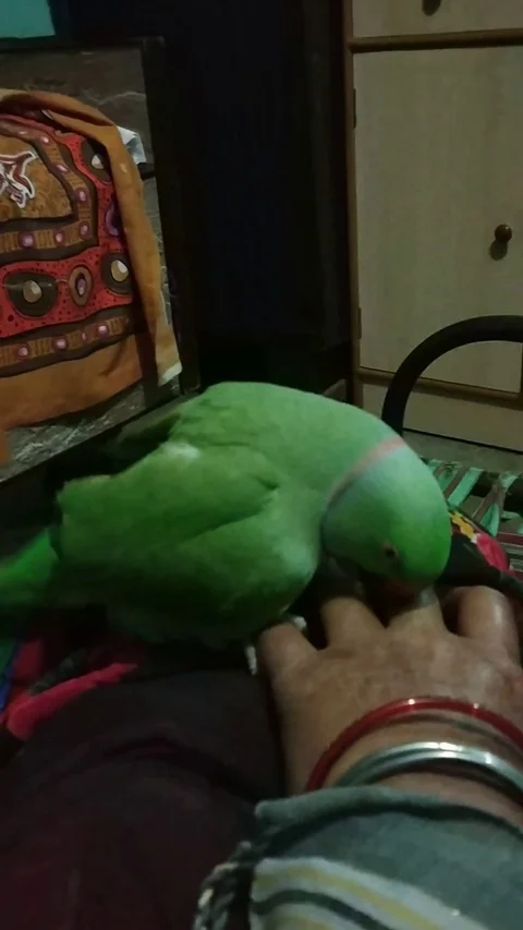 Parrot playing Stock Footage 125929161