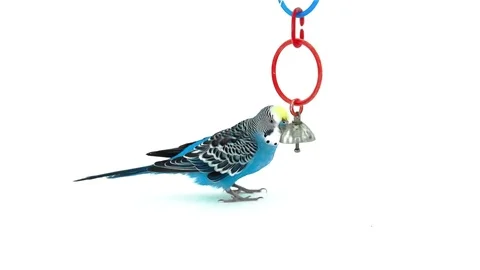Parrot plays with a bell Stock Footage 103511074