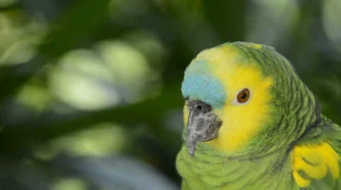 Parrot portrait. Video stock 43175565