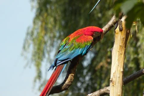 Parrot portrait Stock Photos