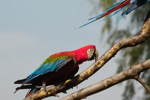 Parrot portrait Stock Photos