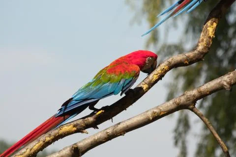 Parrot portrait Stock Photos