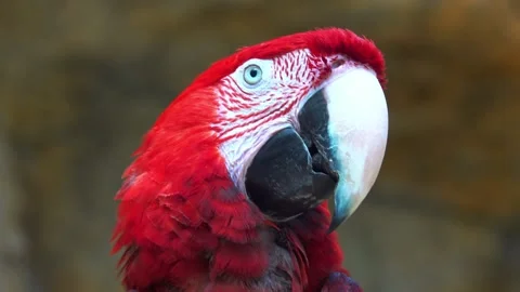 Parrot poses with bright feathers and sharp beak Stock-Footage 333207739
