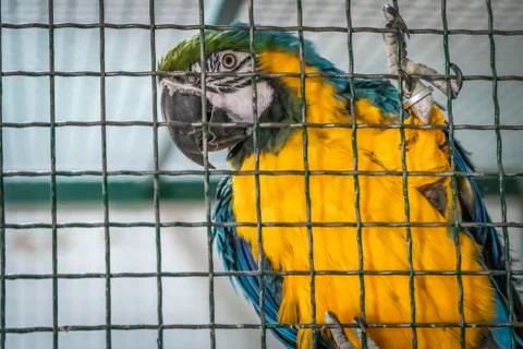 The parrot is posing in a cage Stock Photos