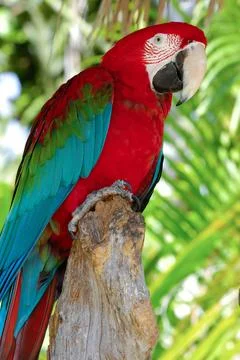 Parrot posing Stock Photos