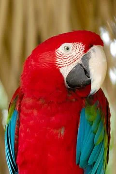 Parrot is posing Stock Photos