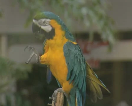 Parrot preening foot Stock Footage 8854182