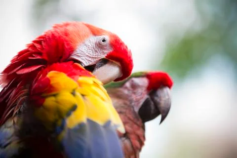 Parrot preening Foto stock