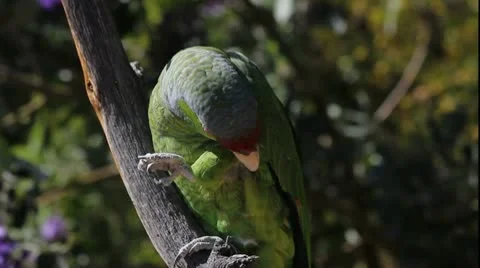 Parrot Preens Stock Footage 10801377