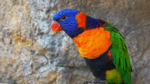 Parrot preens on a rock Video stock 333207758