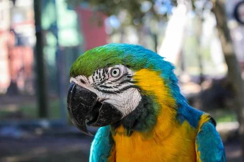 Parrot Profile Stock Photos