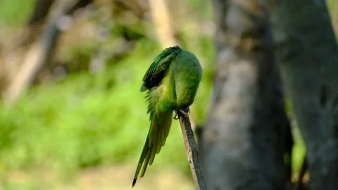 Parrot pruning itself Stock Footage 304730222