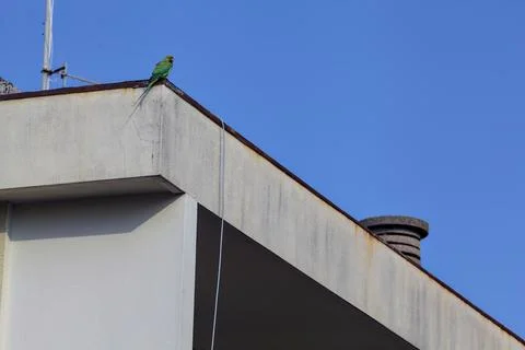 Parrot a railing 스톡 사진