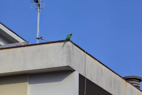 Parrot a railing 스톡 사진