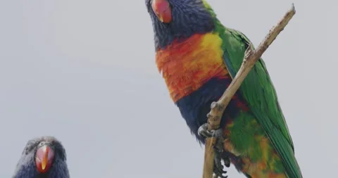 Parrot Rainbow Lorikeet, Australia Video stock 329396694