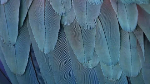 Parrot real feather blowing on the wind. Close up macro shot of bird fether i Stock Footage 101866074