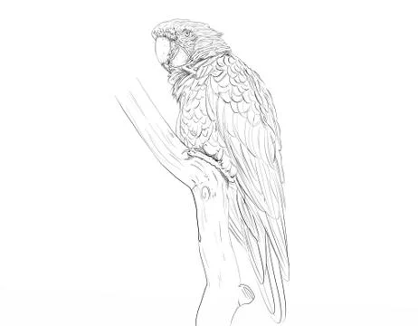 A parrot realistic animals Ilustración de archivo