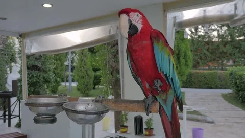 A parrot. Red Ara. 動画素材 82452207