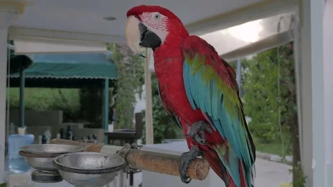 A parrot. Red Ara. Stock Footage 82453299