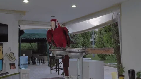 A parrot. Red Ara. Stock Footage 82600521