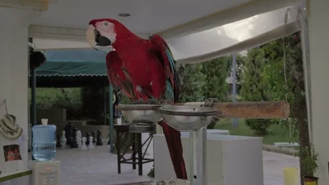 A parrot. Red Ara. Stock Footage 82602592