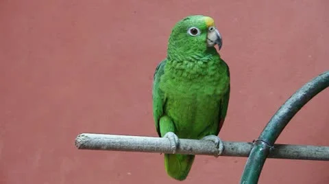 Parrot red background 01 Stock Footage 10905679