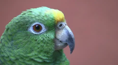 Parrot red background 02 Stock Footage 10855385