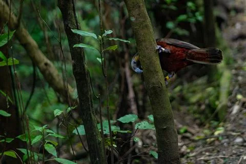 Parrot with red belly Foto stock