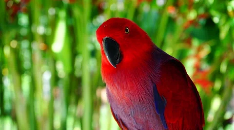 Parrot red 스톡 동영상 60138156