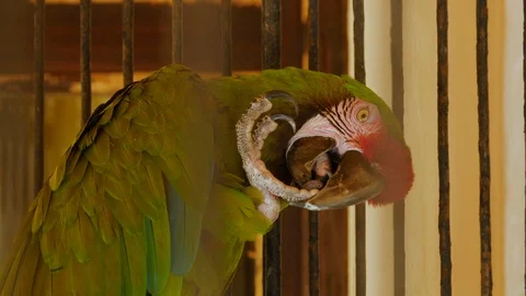 Parrot with red forehead cleaning claws with beak Stock Footage 108112495
