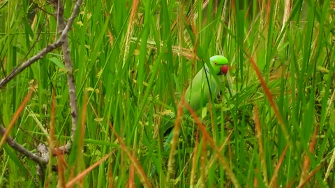 Parrot in red rice grass ... Stock Footage 141145995