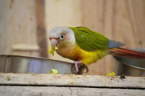 Parrot red-tailed eats shredded vegetables from an iron bowl . Foto stock