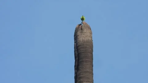 Parrot relaxing on tree . Stock-Footage 312686274