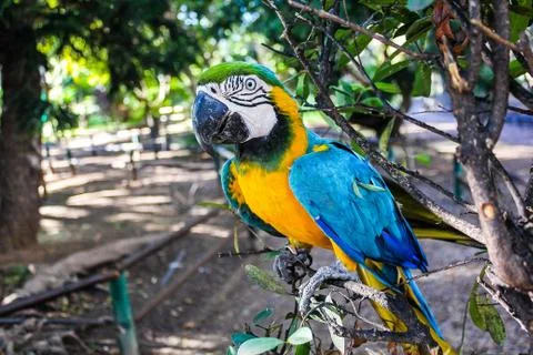 Parrot Resting Stock Photos