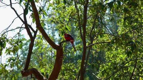 Parrot Resting In Tree 스톡 동영상 287142884
