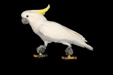 Parrot is running on roller skates Stock Photos